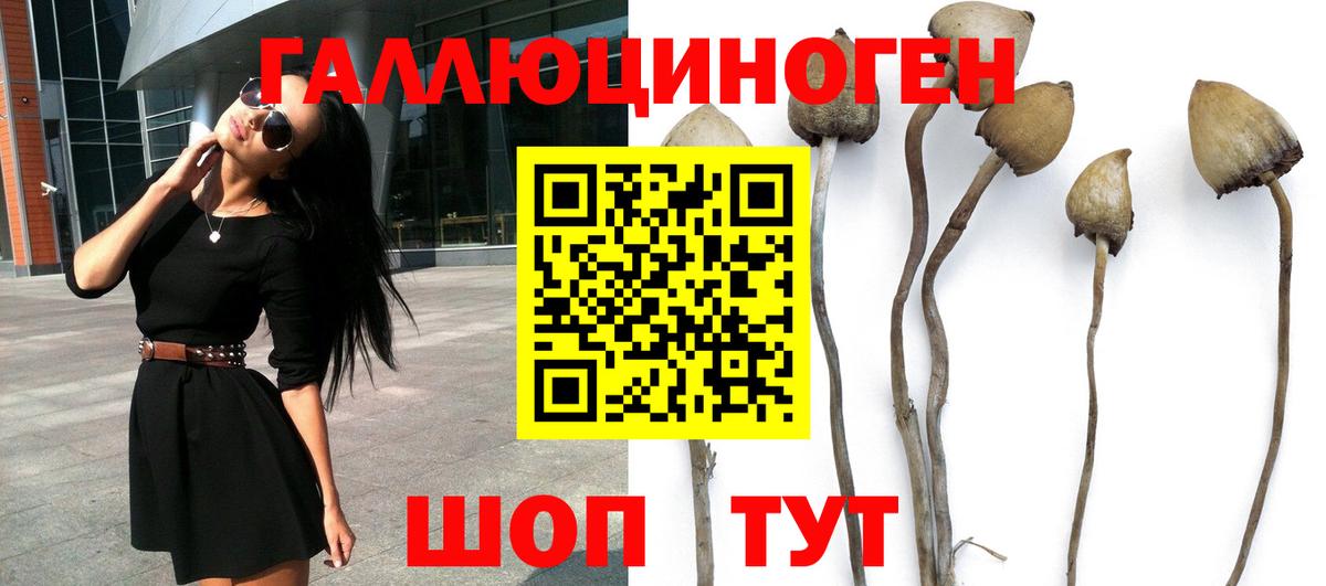 Псилоцибиновые грибы Cubensis  Вход с VPN  Тихвин 